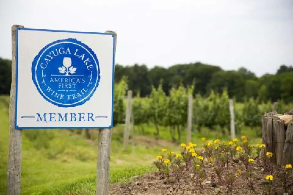 Sign for Cayuga Lake Wine Trail among vineyard rows and yellow flowers on a cloudy day.