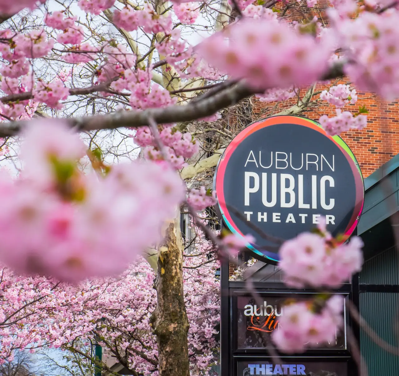 Auburn Public Theater sign framed by blooming pink cherry blossom branches in spring.