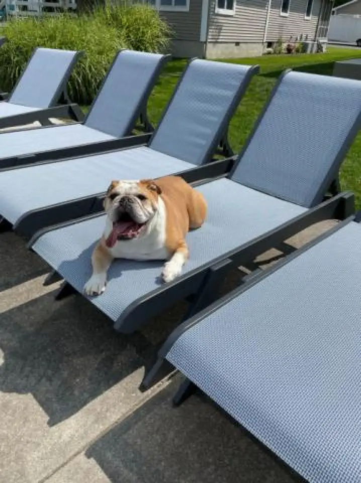 dog on chaise