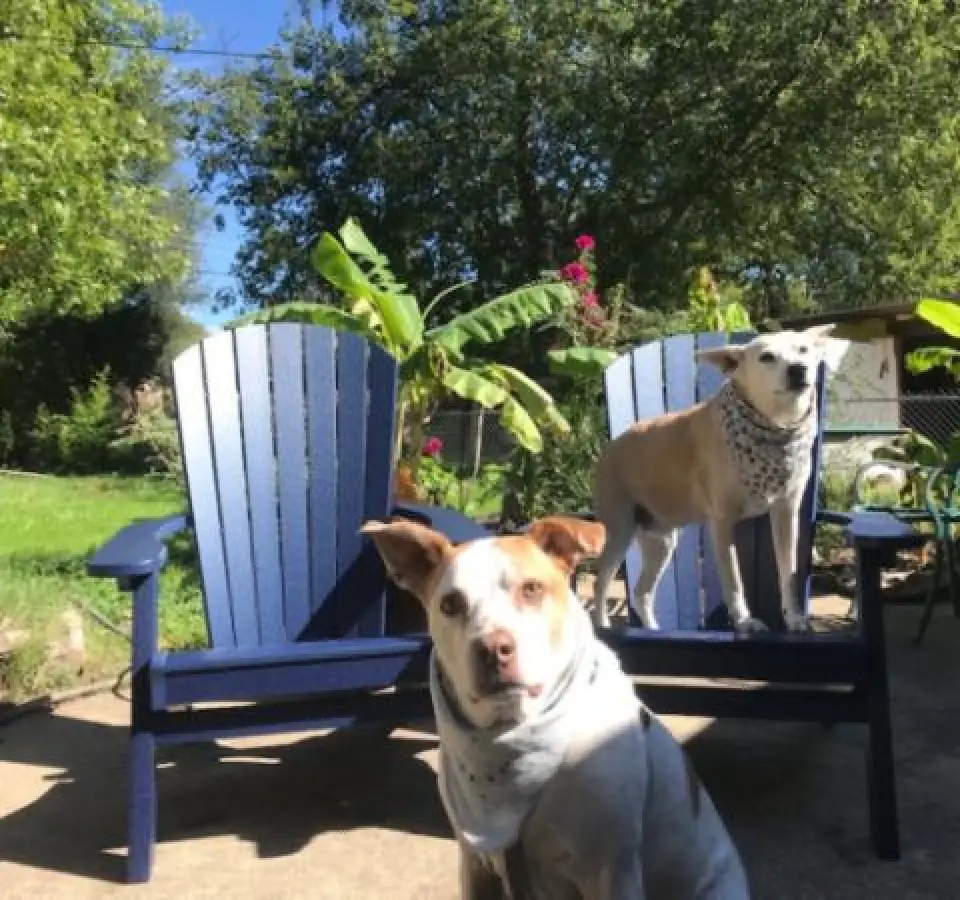dogs on blue adirondack chairs