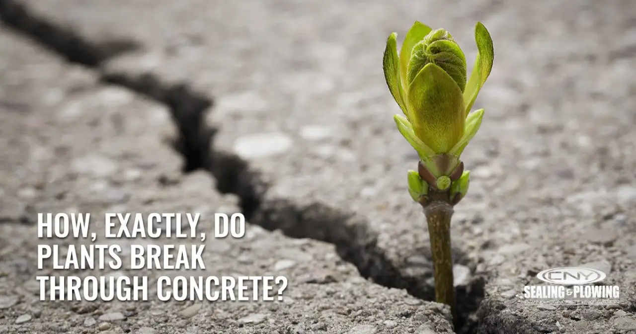 How, Exactly, Do Plants Break Through Concrete?