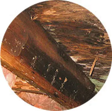 Dry rot in basement