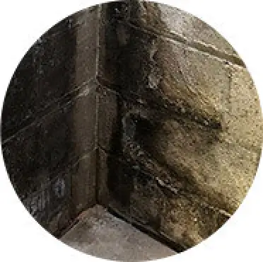 Mold or mildew in basement