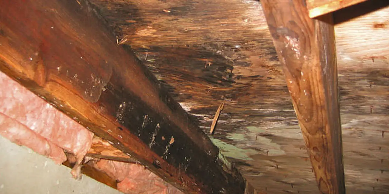 Severely water-damaged wooden ceiling with visible mold, rot, and exposed insulation.