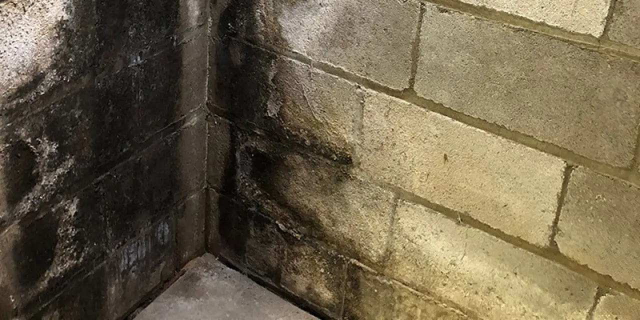 Mold and mildew growing on the walls in the corner of a damp concrete basement.