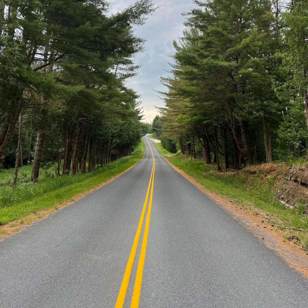 double yellow freshly painted line on wooded road