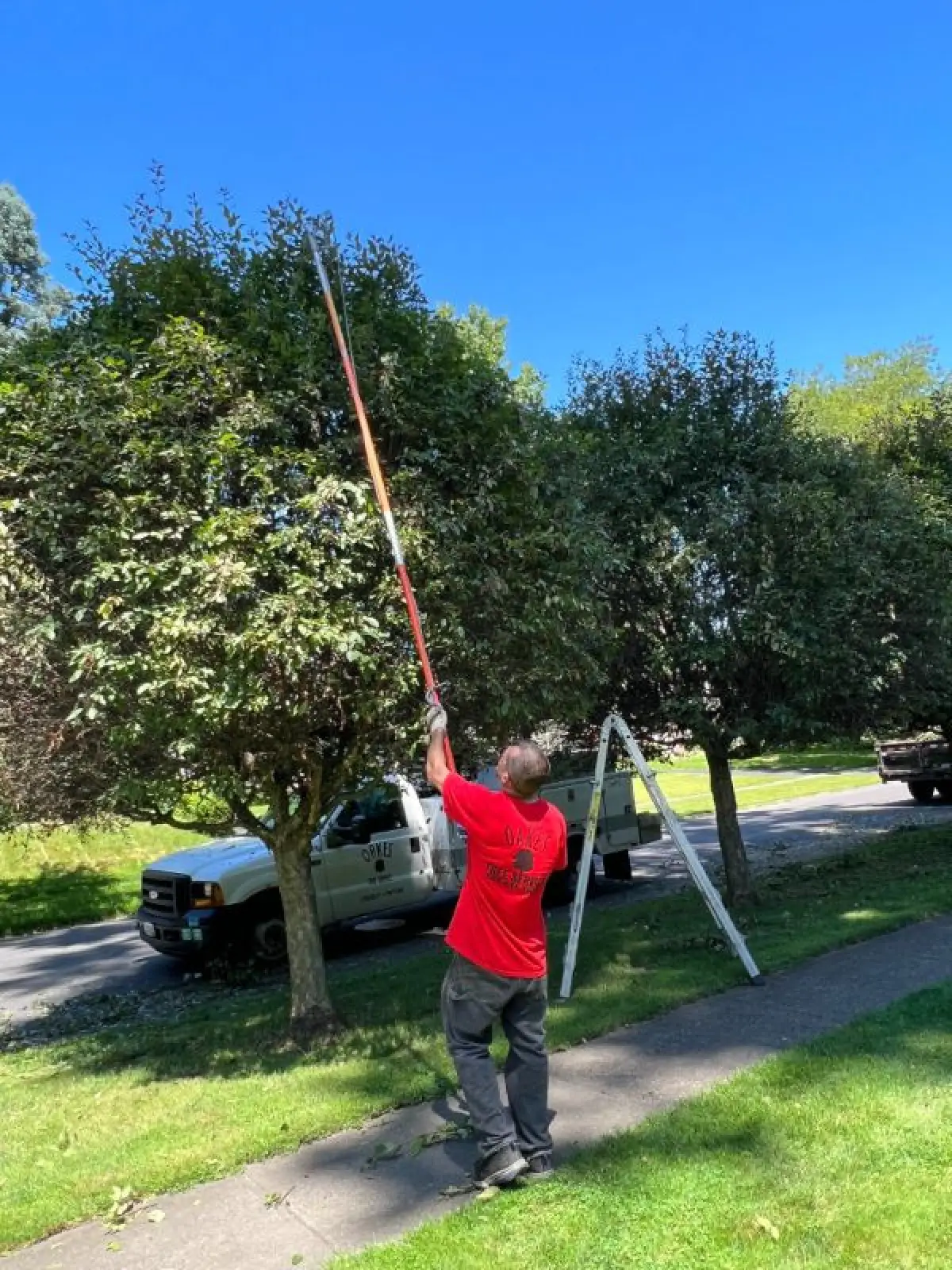 Person in a red jacket trimming tree branches with a pole saw on a sunny day.