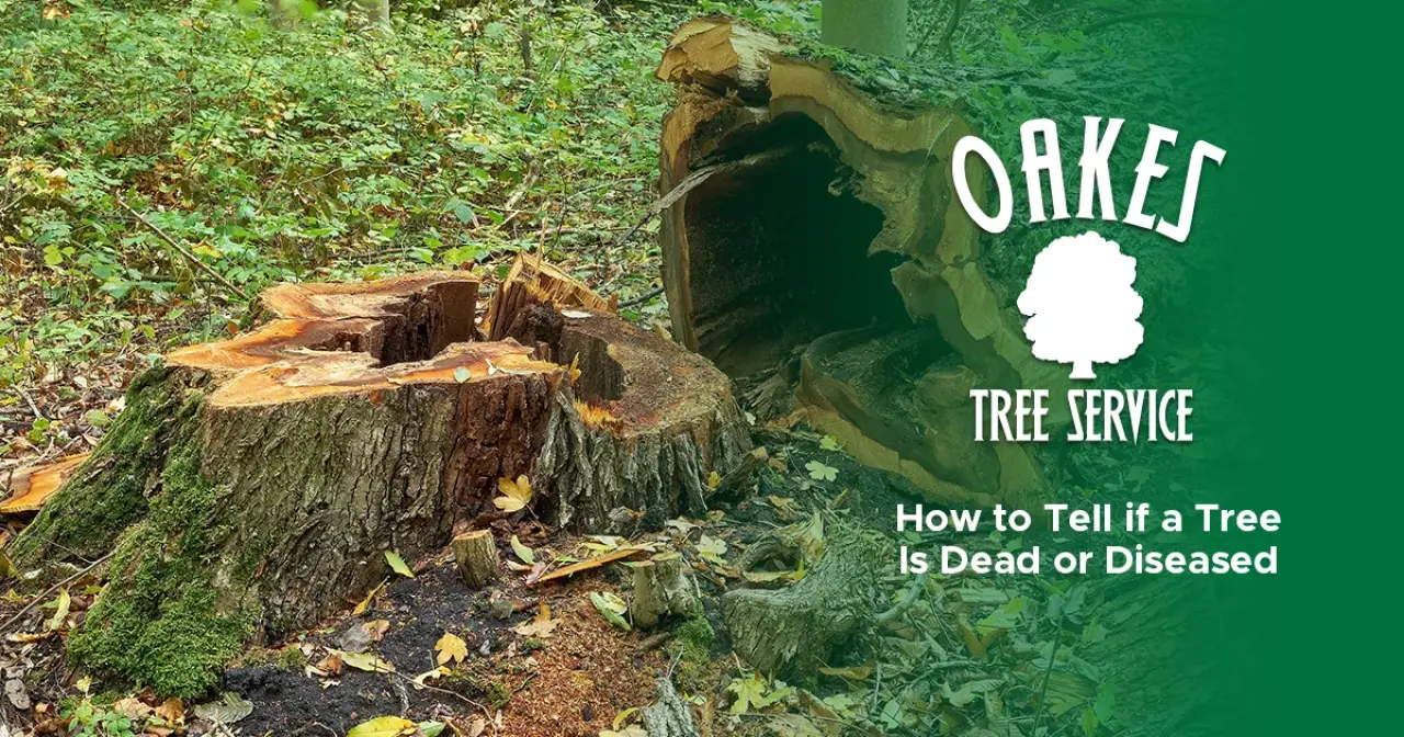How to Tell if a Tree Is Dead or Diseased