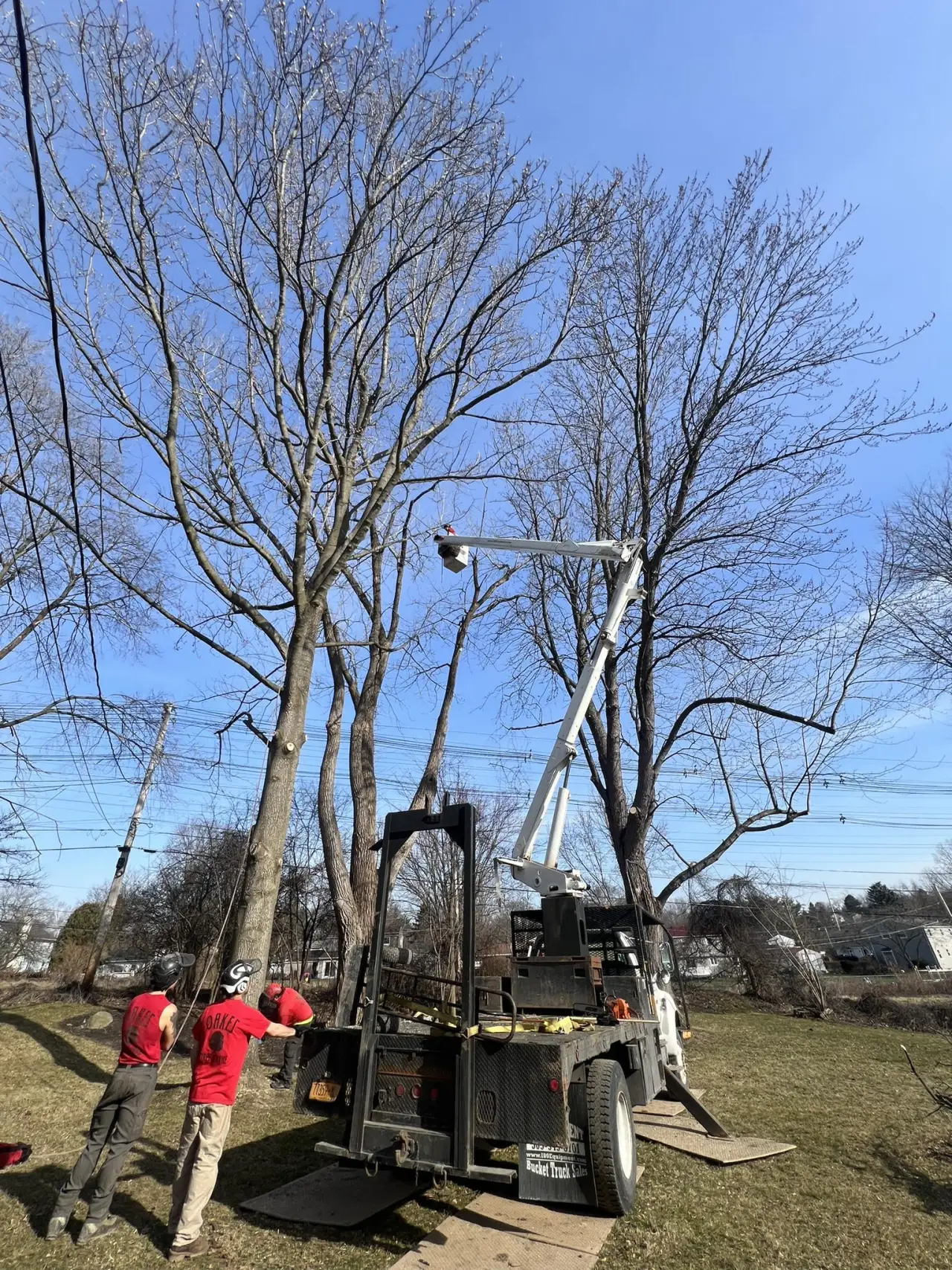 Two workers watch a person trimming tall trees from a bucket lift attached to a white truck.
