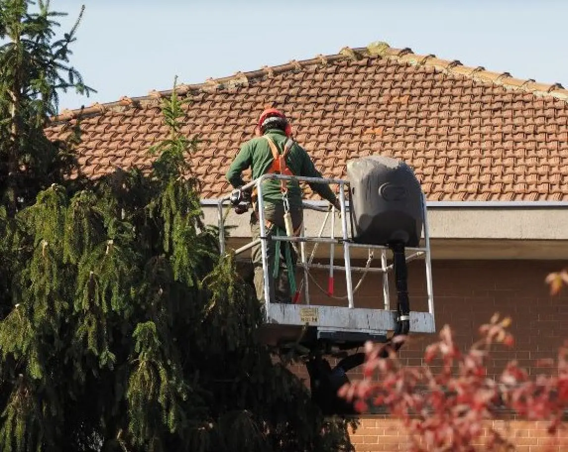 Professional tree pruning service in Rochester NY