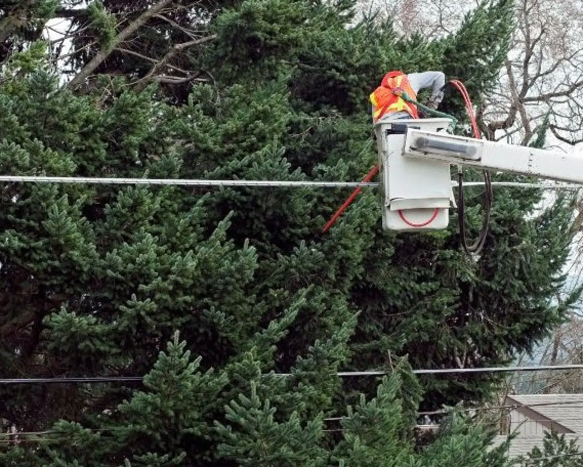 Tree pruning to improve tree health and structure