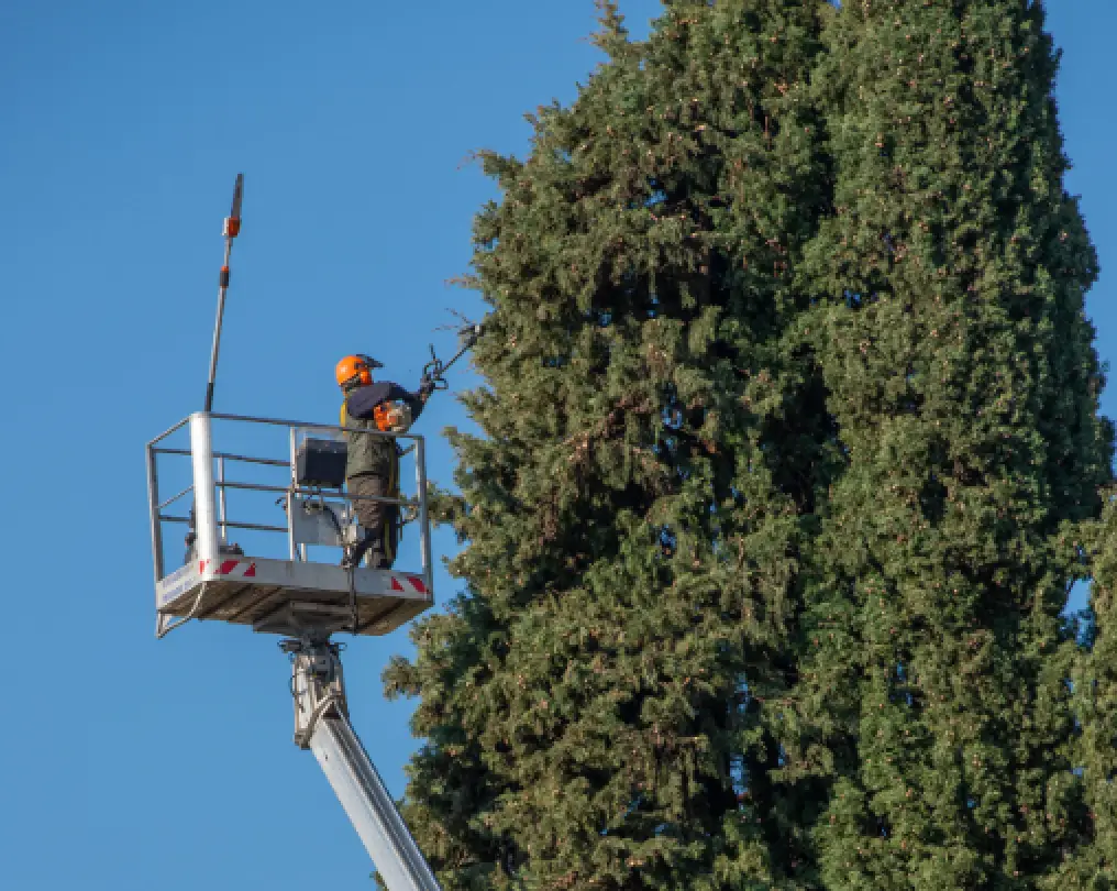 Worker in a lift trims tall green tree branches against a clear blue sky.