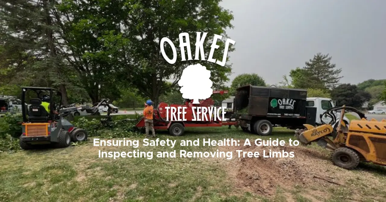Workers use equipment to cut tree limbs; Oakes Tree Service truck is parked nearby.