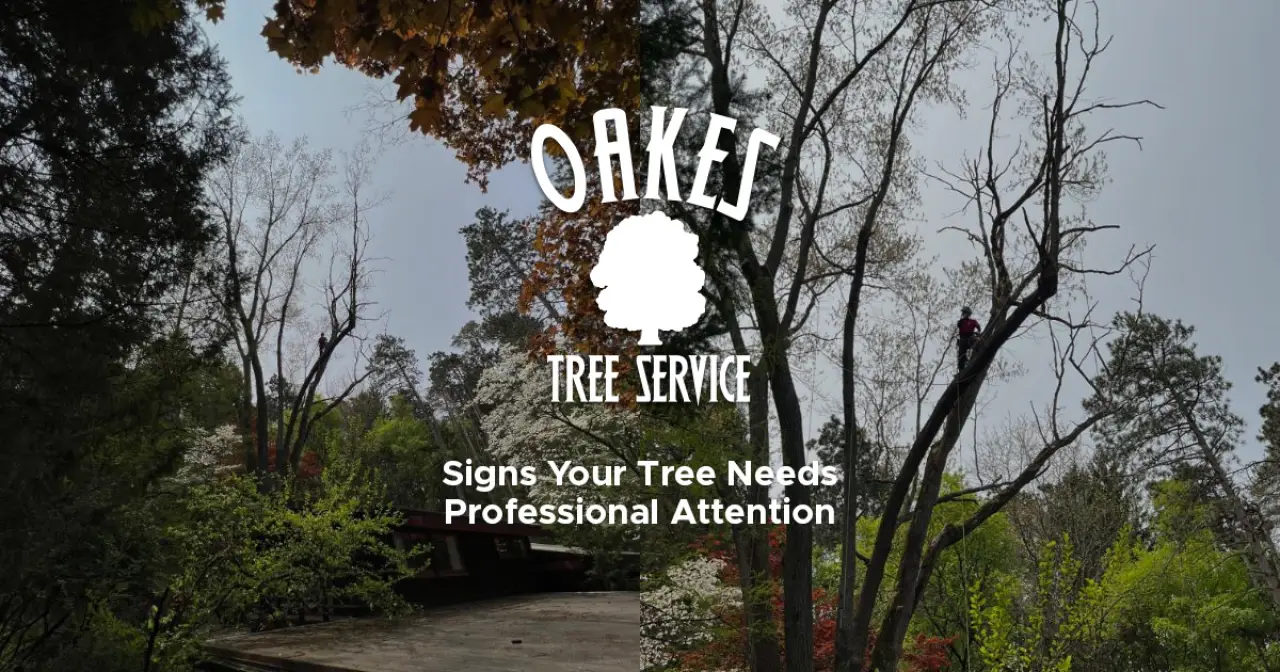 Signs your tree may need expert care: dead branches, decay, split trunk, or leaning tree.