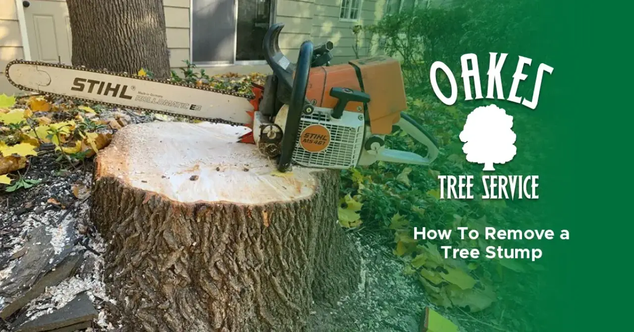 How To Remove a Tree Stump