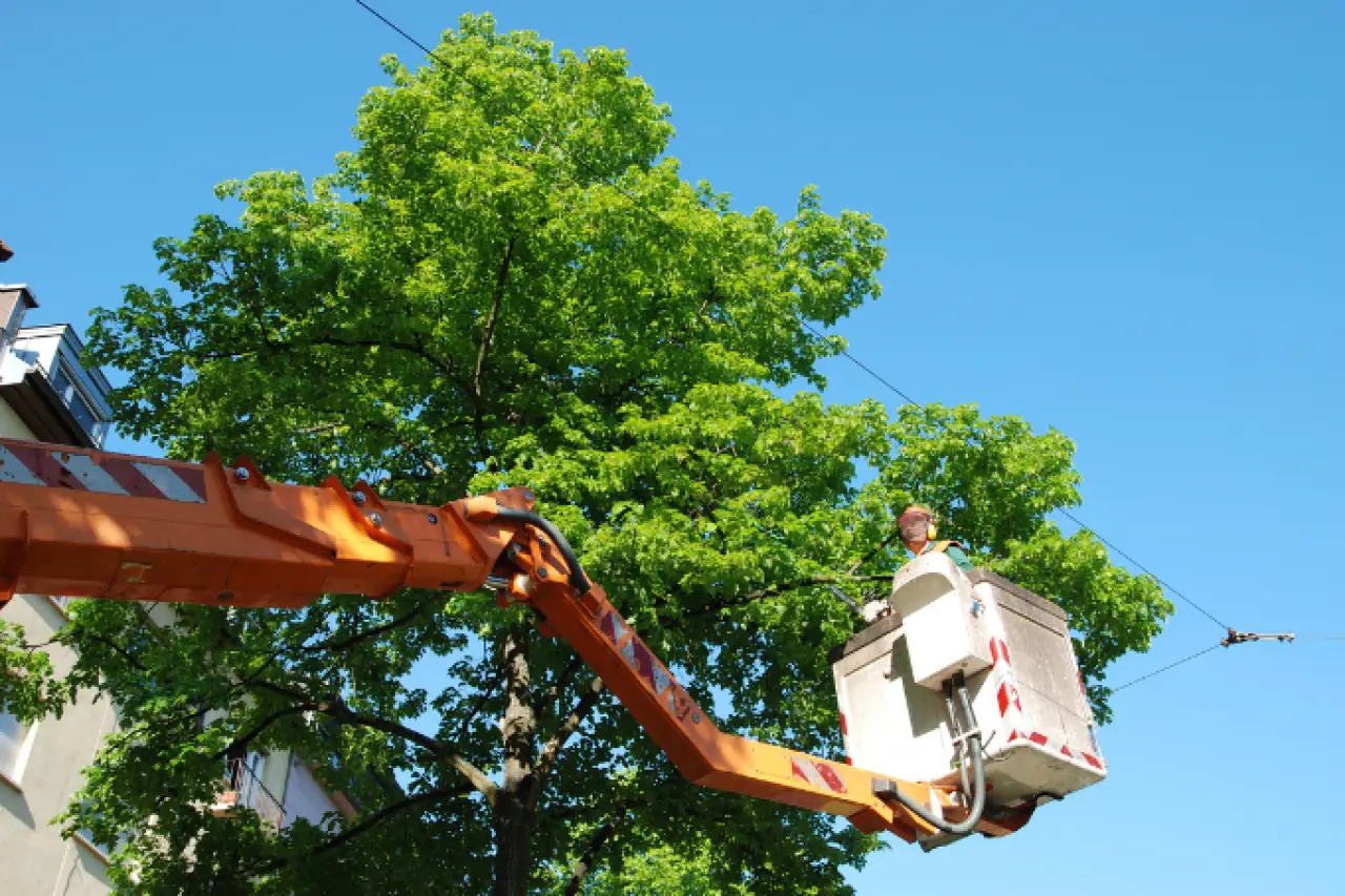 A worker in a bucket lift trims branches from a large green tree under a clear blue sky.