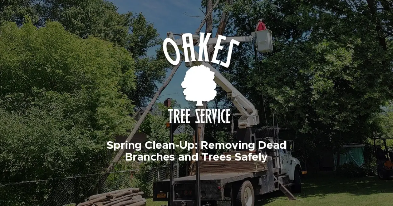 Spring Clean-Up: Safely Removing Dead Branches and Trees
