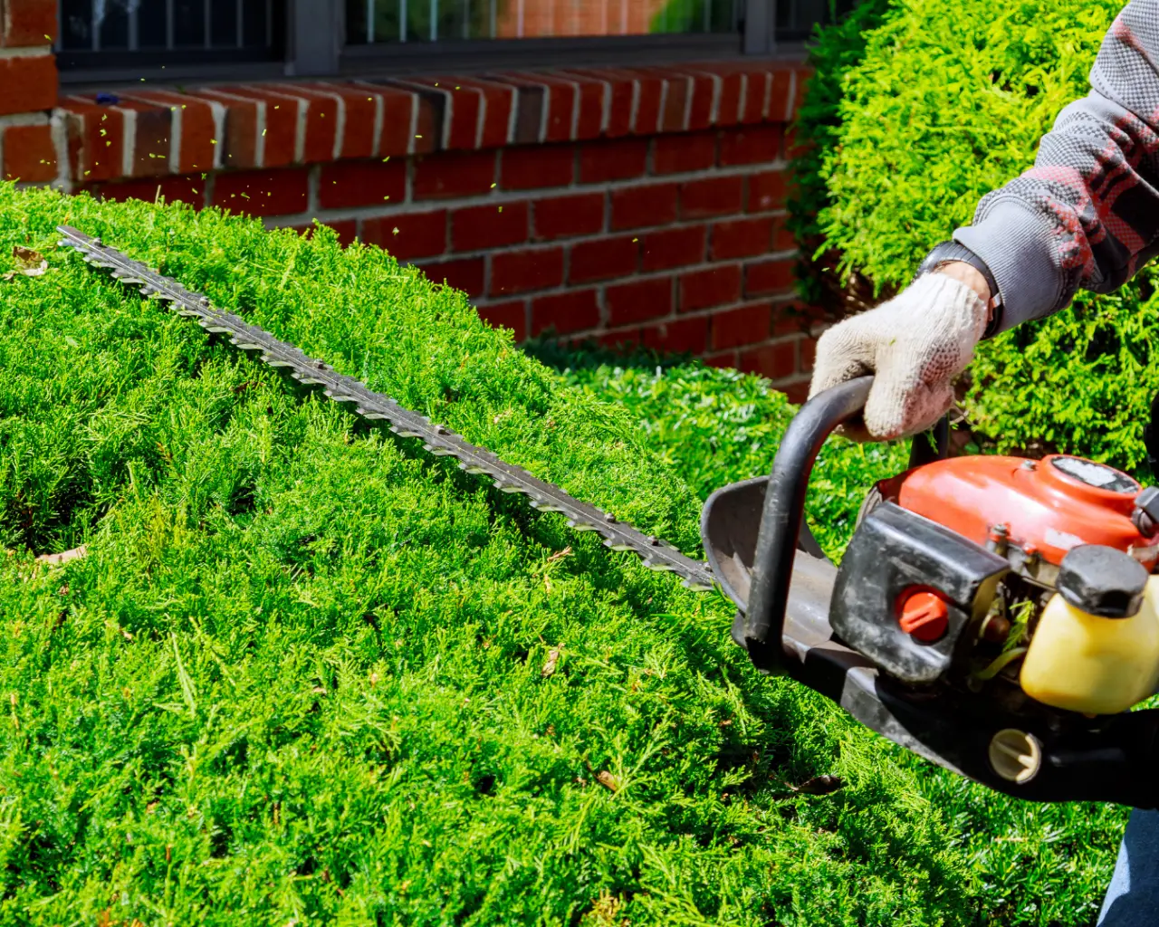 Bush trimming and pruning service