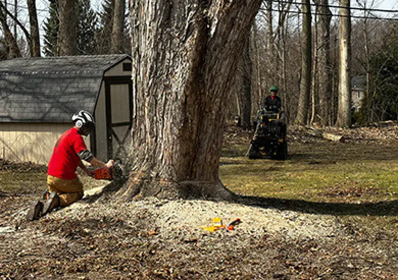 Tree removal service placeholder image.