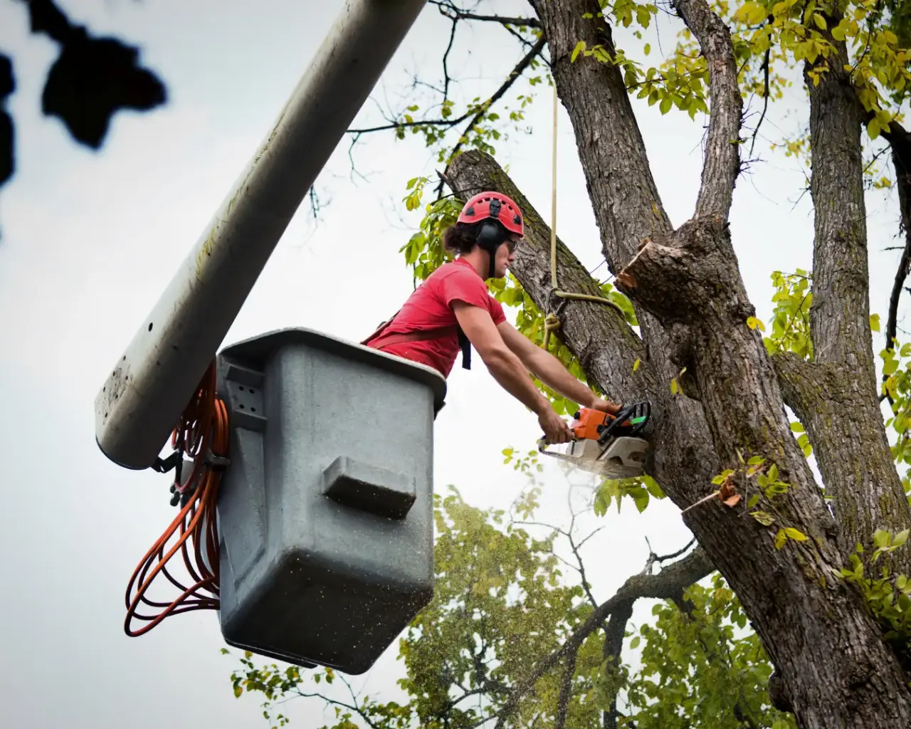 A worker in a cherry picker uses a chainsaw to cut branches from a tall tree.