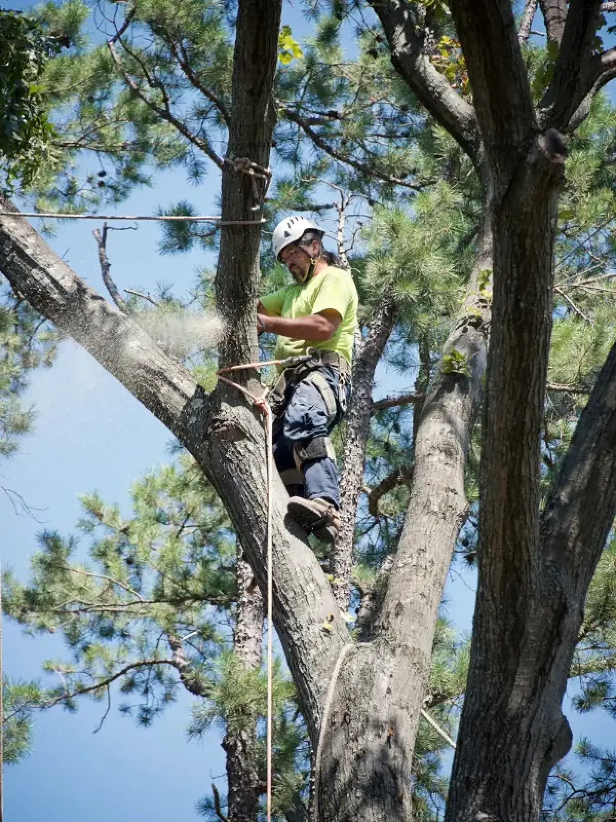 Man in helmet and safety gear using a chainsaw to cut a high tree branch outdoors.