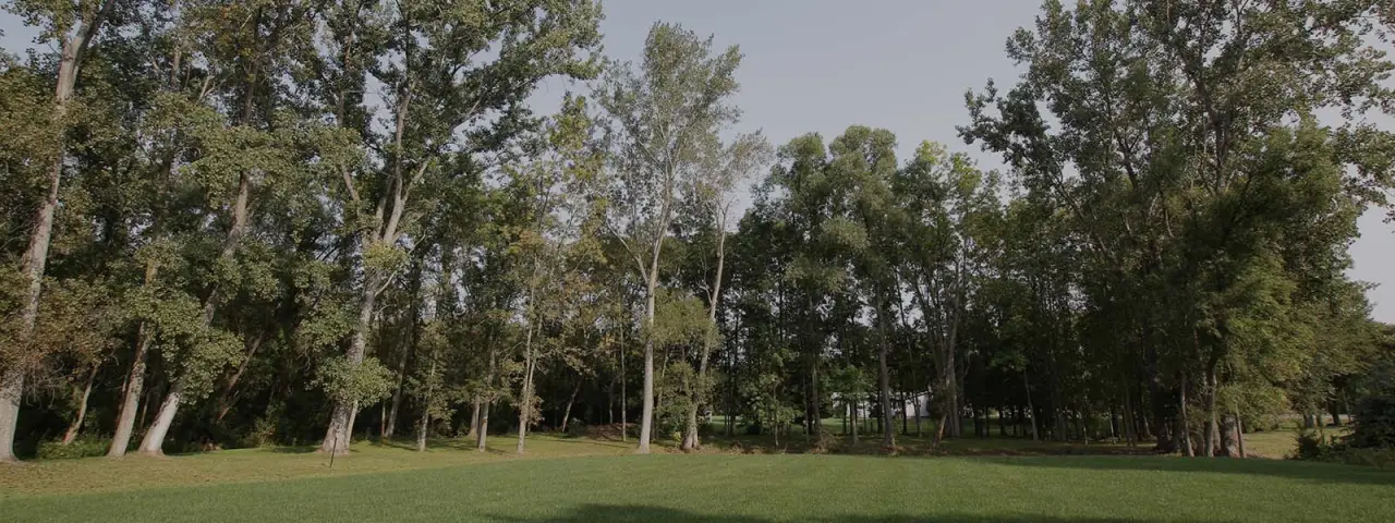 Mature trees lining the edge of an open grassy yard.