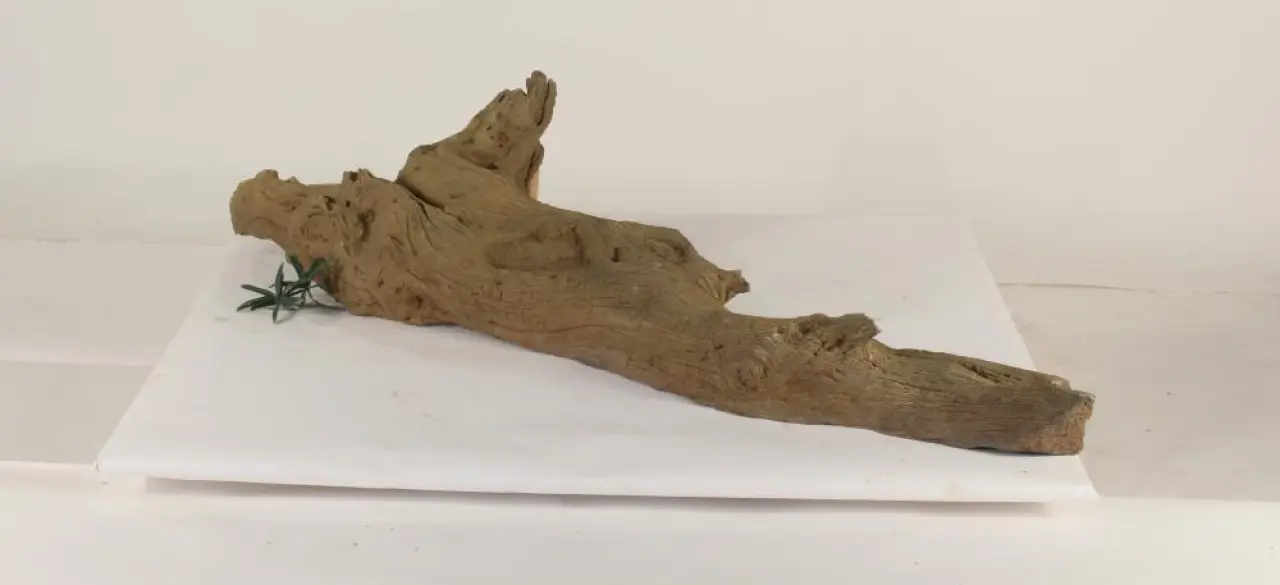 Tree Branch - 003