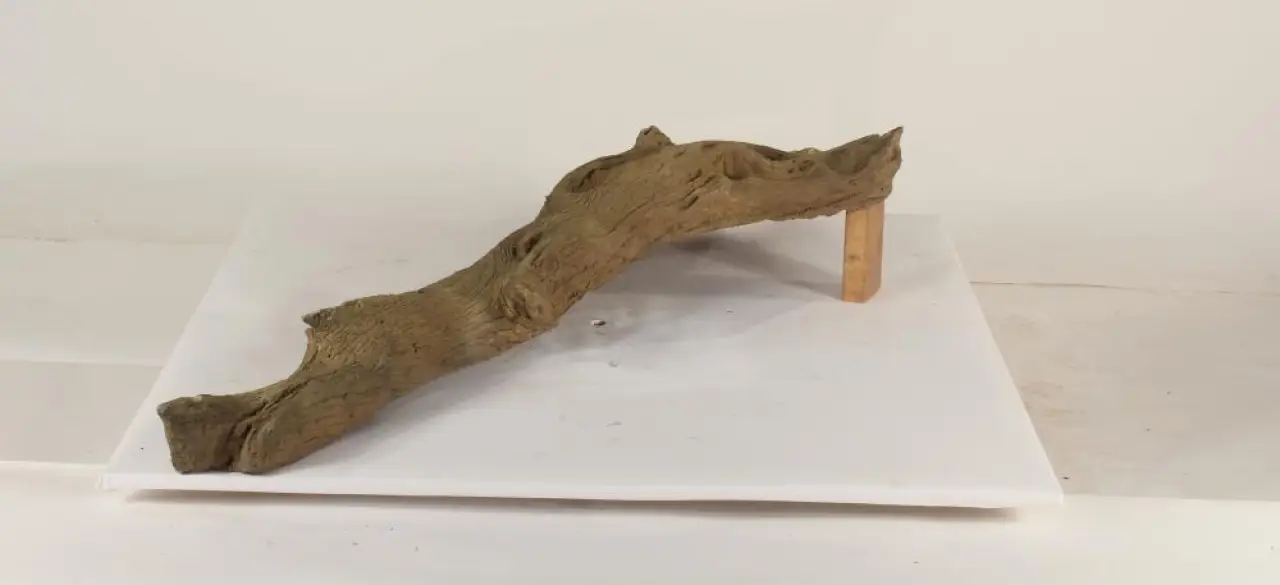 Tree Branch - 003