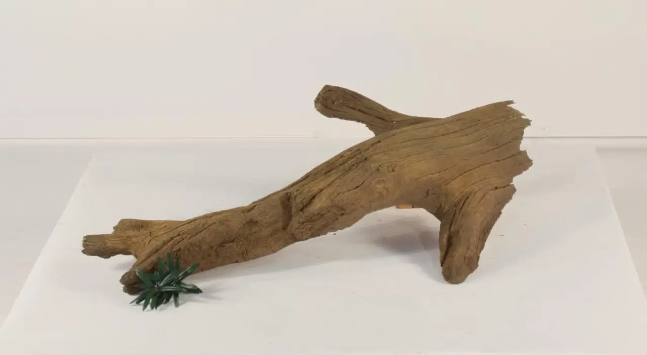Tree Branch - 004