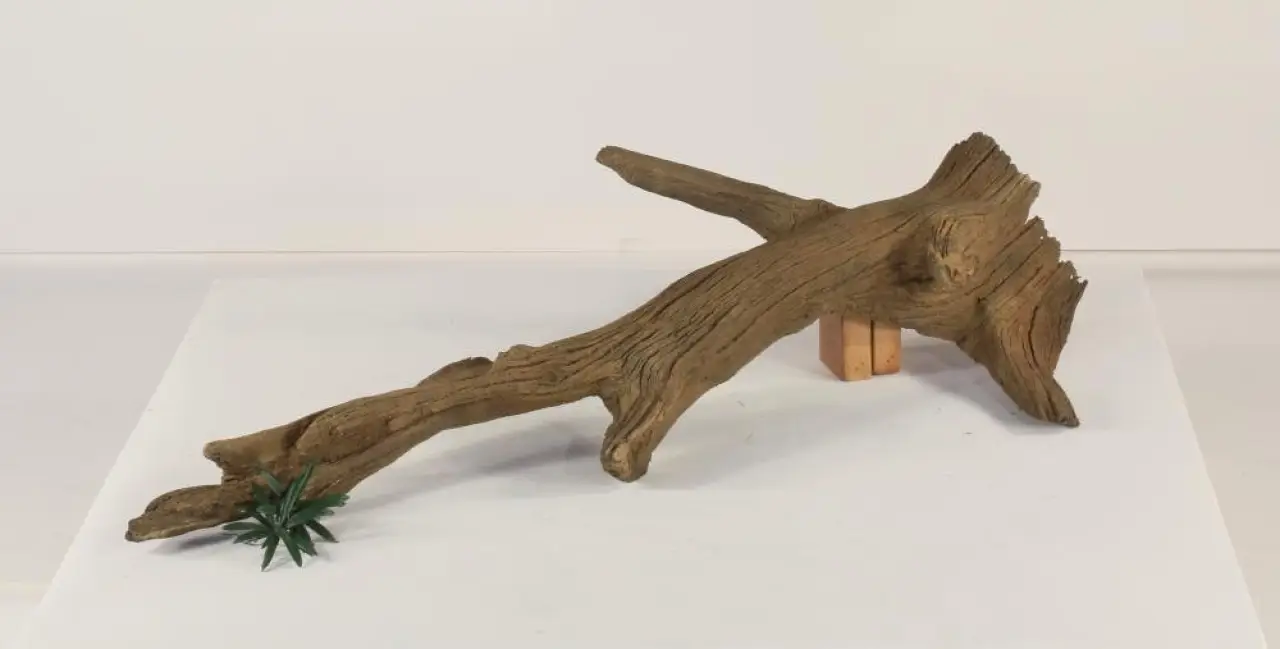 Tree Branch - 005