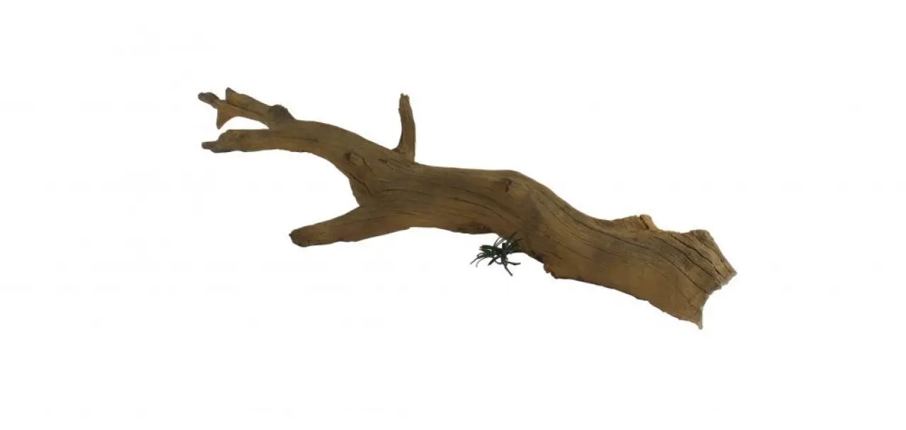 Tree Branch - 006