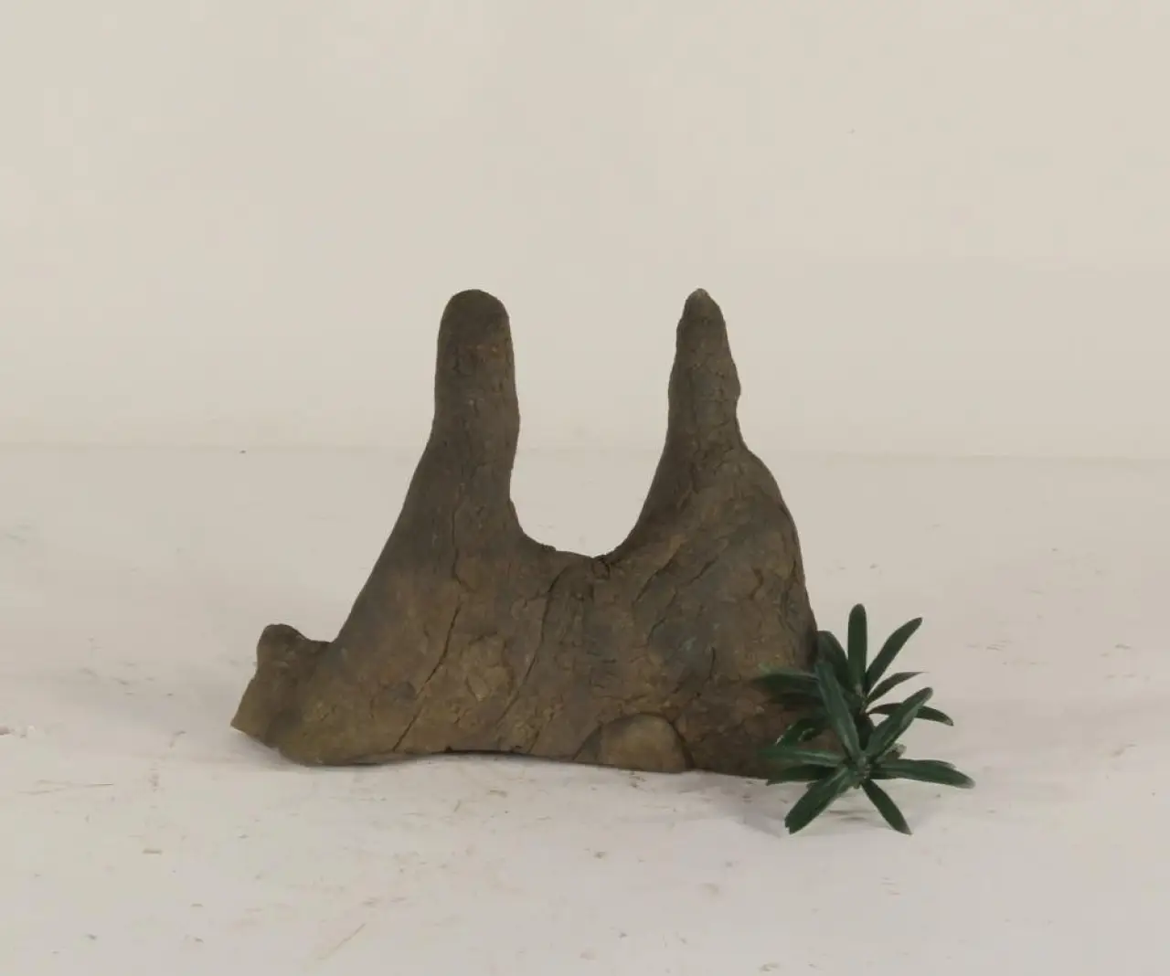 Cypress Knee - 002
