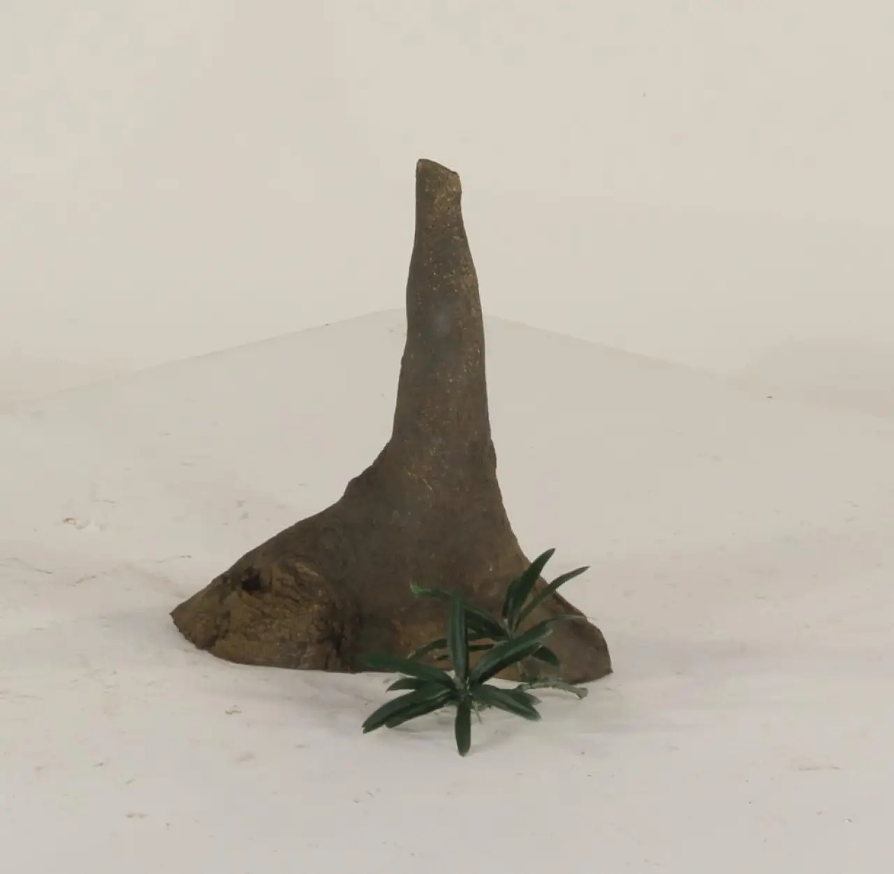 Cypress Knee - 003