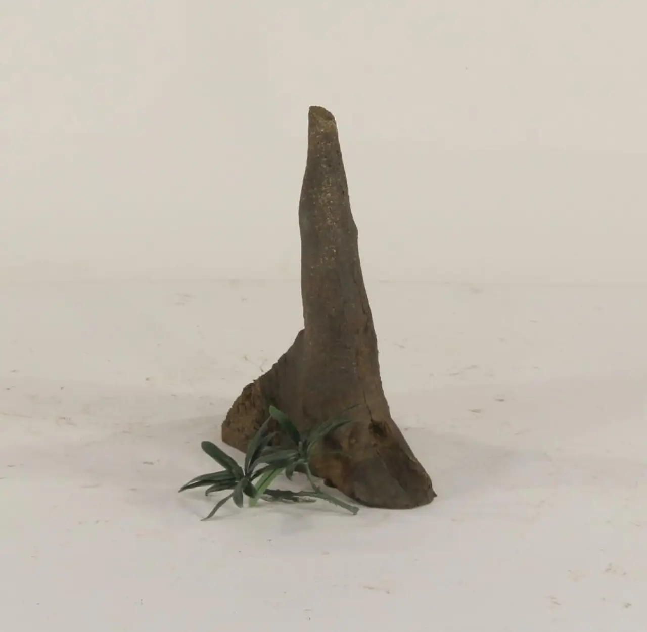 Cypress Knee - 003