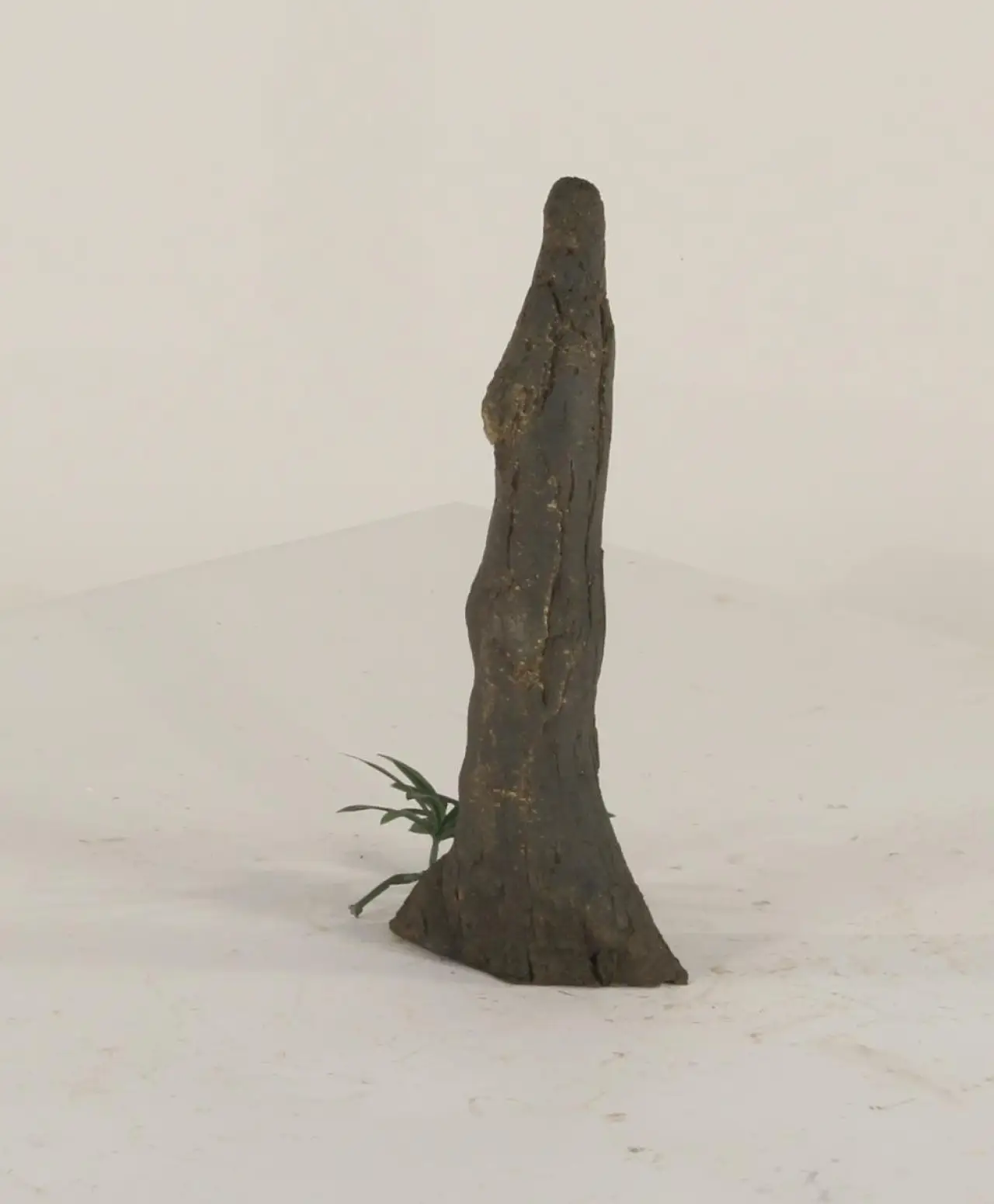 Cypress Knee - 004