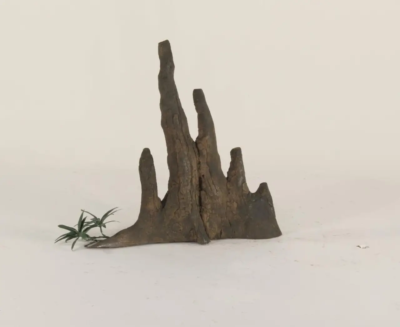 Cypress Knee - 005