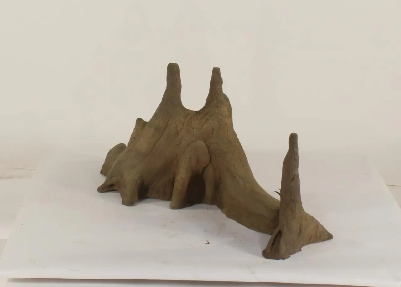 Cypress Knee - 006
