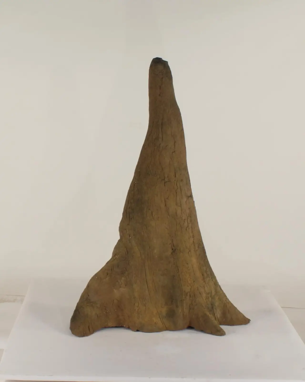 Cypress Knee - 009