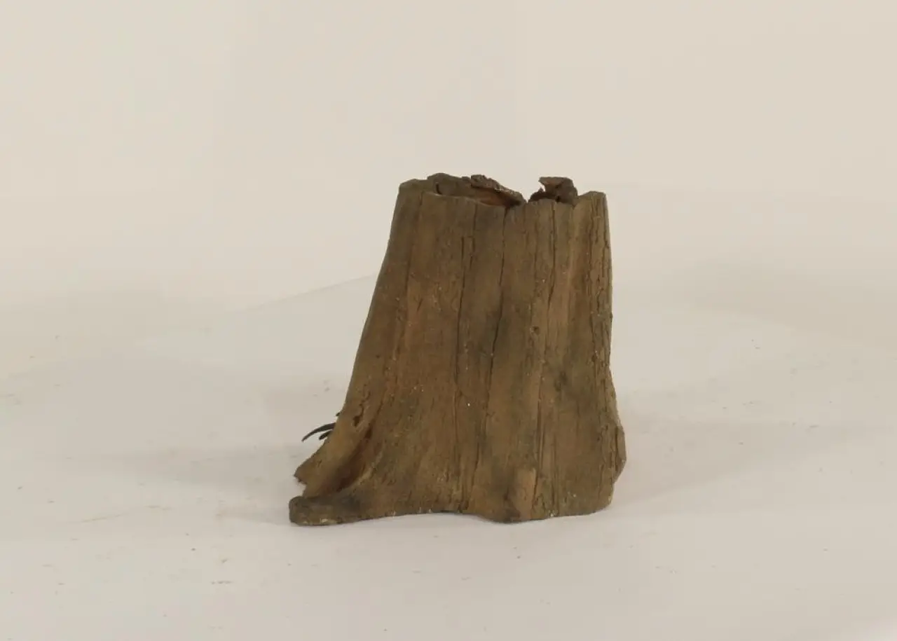 Cypress Stump - 001