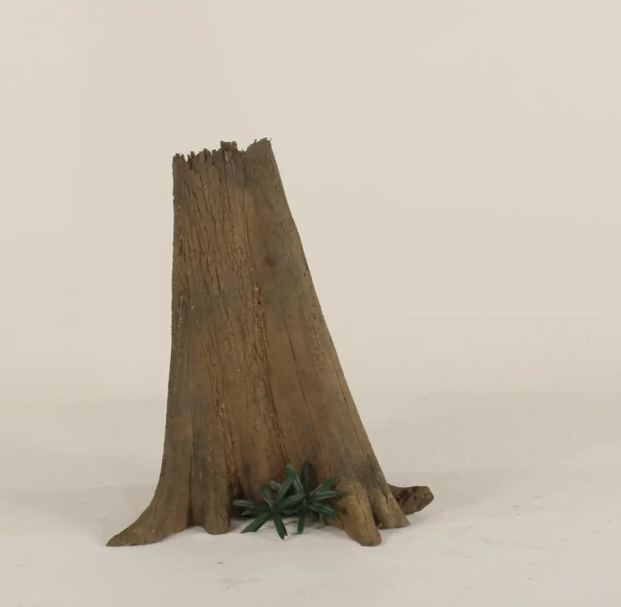 Cypress Stump - 003