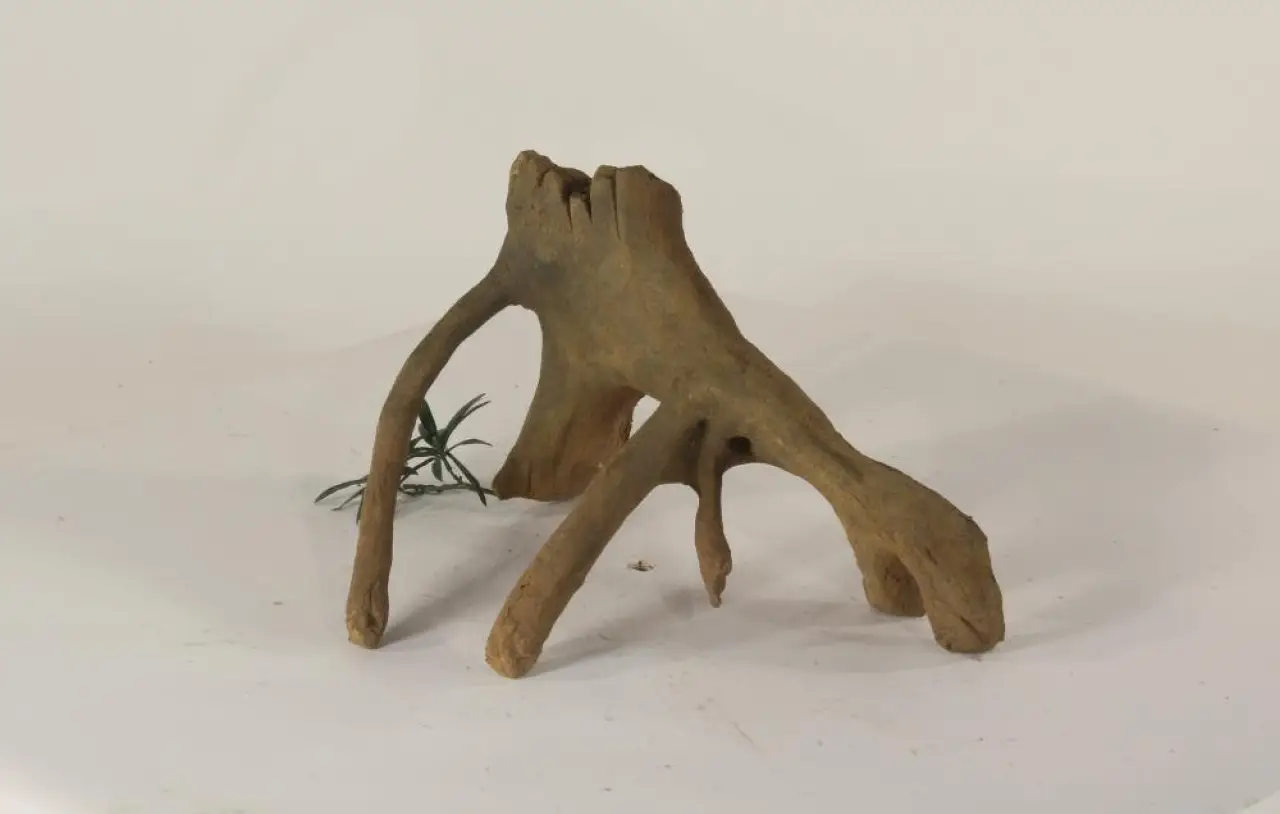 Mangrove Root - 002
