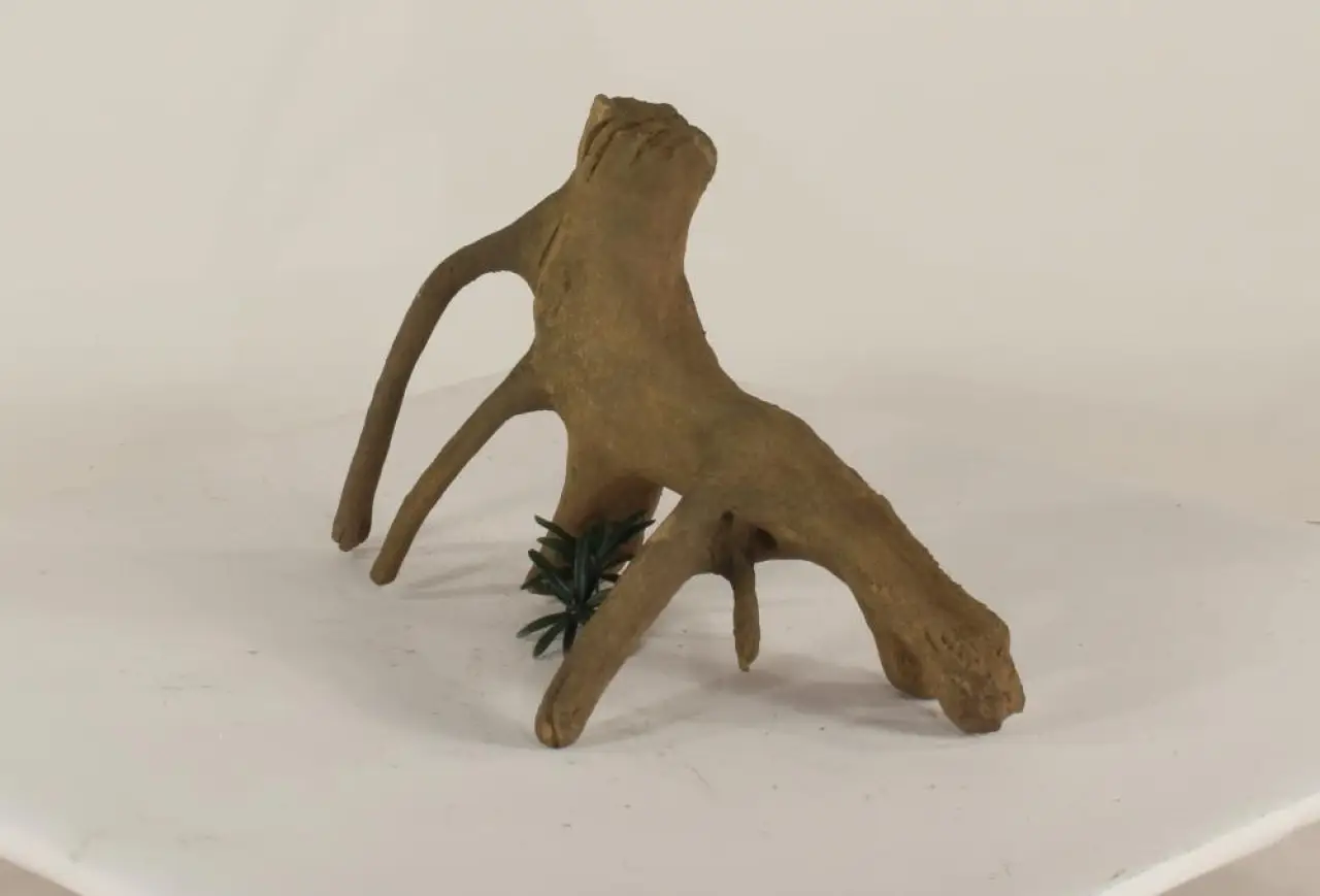 Mangrove Root - 003