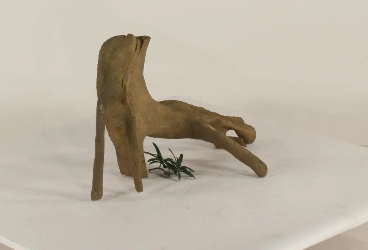 Mangrove Root - 003