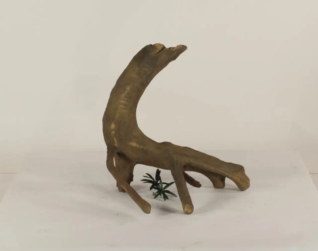 Mangrove Root - 004