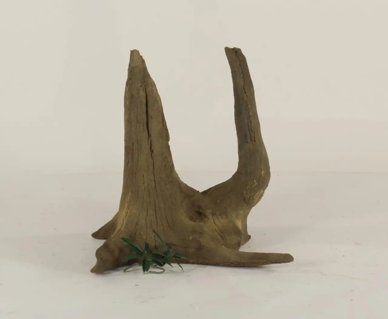 Tree Root - 003