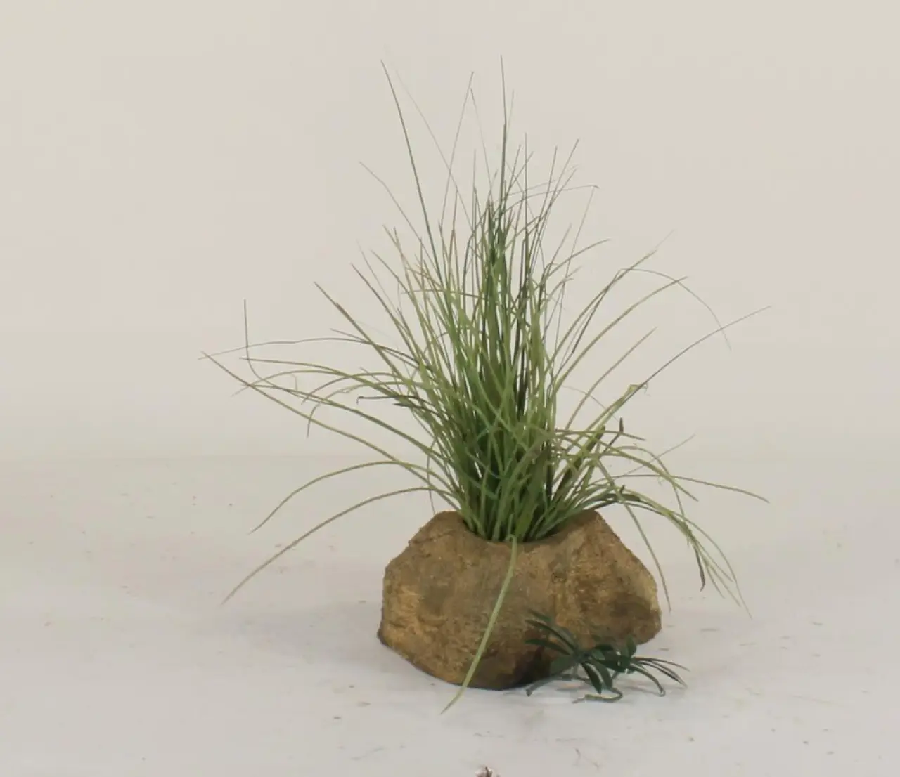 Pot Rock - 007