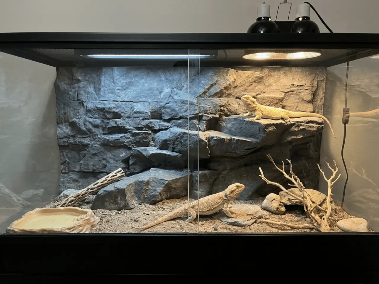 Cliff Series background in a reptile terrarium with basking ledge