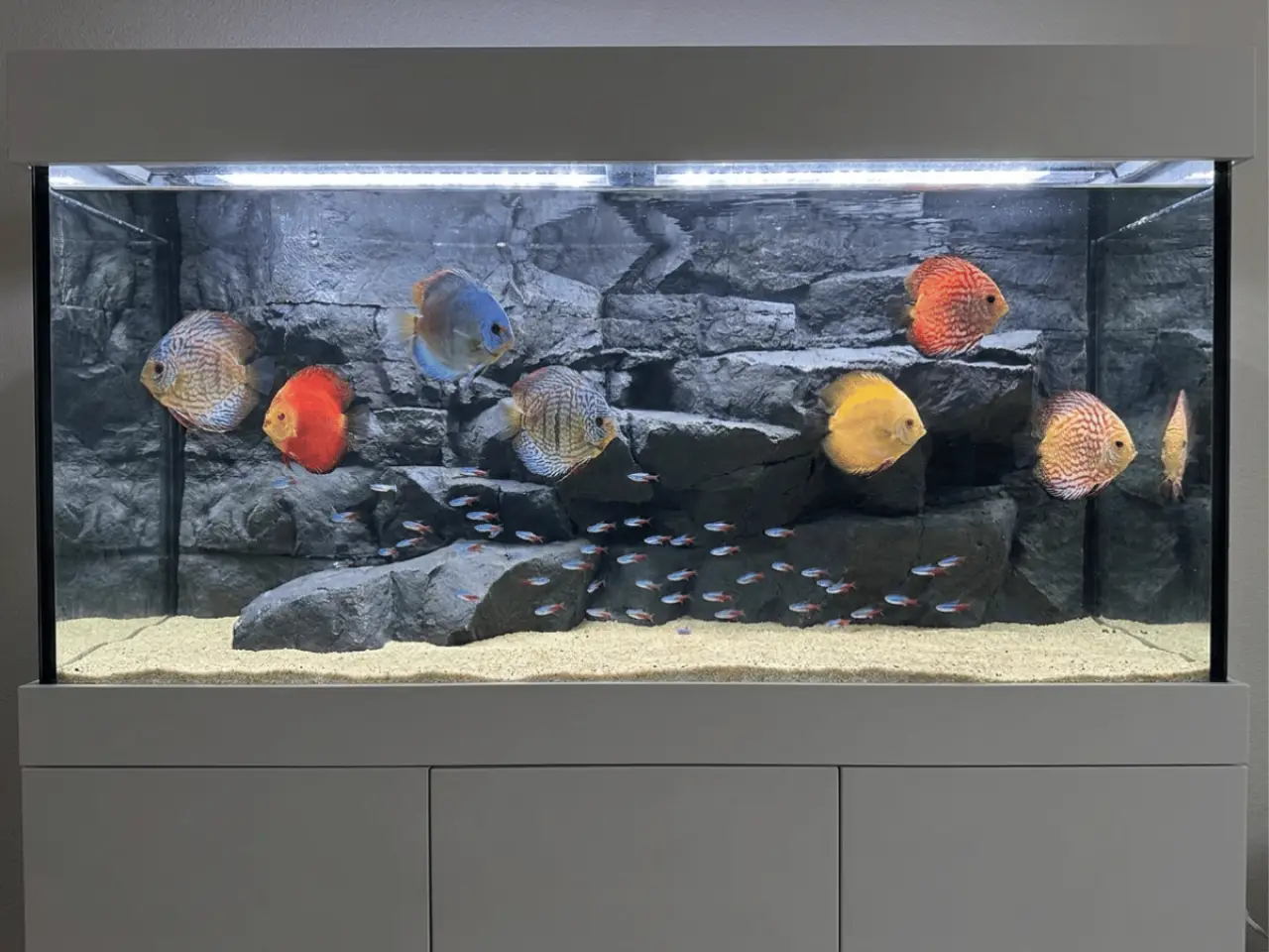 Cliff Series background in a freshwater aquarium rockscape