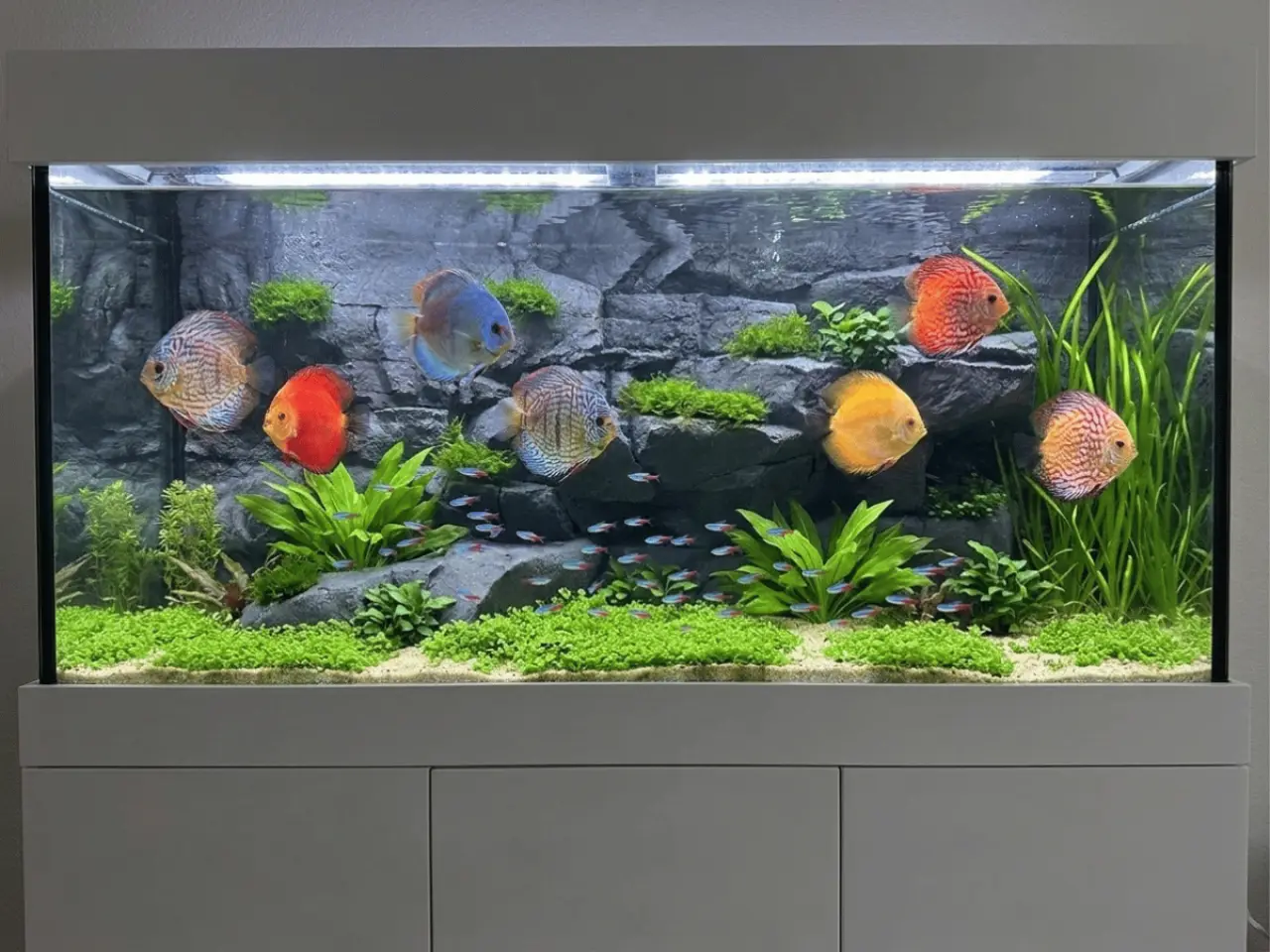 Cliff Series background in a planted discus aquarium
