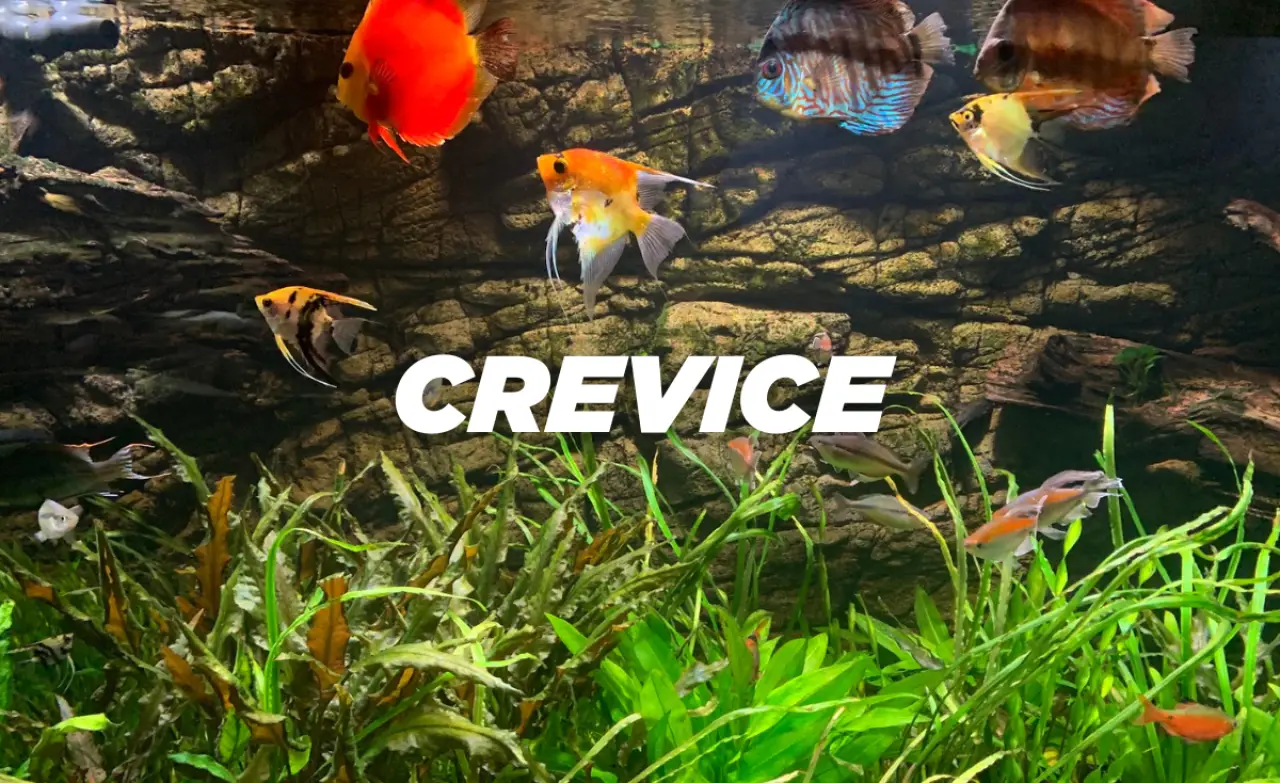 Crevice 3D Background for fish